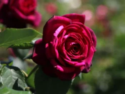 Edelrose Parfuma ® 'Gräfin Diana' ®