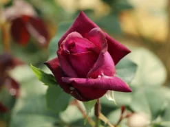 Edelrose Parfuma ® 'Gräfin Diana' ® -Deutschland Garten Funk Verkaufs-Shop edelrose parfuma graefin diana m056577 w 0