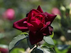 Edelrose Parfuma ® 'Gräfin Diana' ® -Deutschland Garten Funk Verkaufs-Shop edelrose parfuma graefin diana m056577 w 3