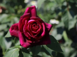 Edelrose Parfuma ® 'Gräfin Diana' ® -Deutschland Garten Funk Verkaufs-Shop edelrose parfuma graefin diana m056577 w 4