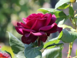 Edelrose Parfuma ® 'Gräfin Diana' ® -Deutschland Garten Funk Verkaufs-Shop edelrose parfuma graefin diana m056577 w 5