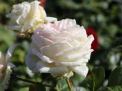 Edelrose Parfuma ® 'Madame Anisette' ®