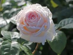 Edelrose Parfuma ® 'Madame Anisette' ® -Deutschland Garten Funk Verkaufs-Shop edelrose parfuma madame anisette m099187 w 2