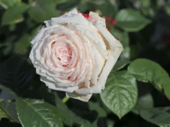 Edelrose Parfuma ® 'Madame Anisette' ® -Deutschland Garten Funk Verkaufs-Shop edelrose parfuma madame anisette m099187 w 3