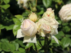 Edelrose Parfuma ® 'Madame Anisette' ® -Deutschland Garten Funk Verkaufs-Shop edelrose parfuma madame anisette m099187 w 6