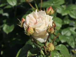Edelrose Parfuma ® 'Madame Anisette' ® -Deutschland Garten Funk Verkaufs-Shop edelrose parfuma madame anisette m099187 w 7
