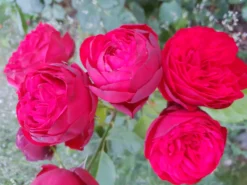 Edelrose 'Piano' ® -Deutschland Garten Funk Verkaufs-Shop edelrose piano m054944 104383 0