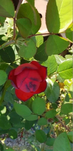 Edelrose 'Piano' ® -Deutschland Garten Funk Verkaufs-Shop edelrose piano m054944 193676 0