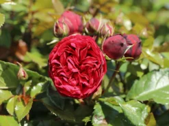 Edelrose 'Piano' ® -Deutschland Garten Funk Verkaufs-Shop edelrose piano m054944 w 0