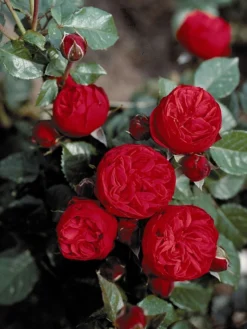 Edelrose 'Piano' ® -Deutschland Garten Funk Verkaufs-Shop edelrose piano m054944 w 2