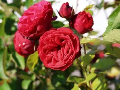 Edelrose 'Piano' ® -Deutschland Garten Funk Verkaufs-Shop edelrose piano m054944 w 5