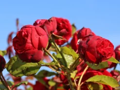 Edelrose 'Piano' ® -Deutschland Garten Funk Verkaufs-Shop edelrose piano m054944 w 6