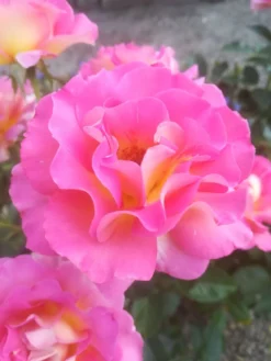 Edelrose 'Pink Paradise' -Deutschland Garten Funk Verkaufs-Shop edelrose pink paradise m122077 547718 0