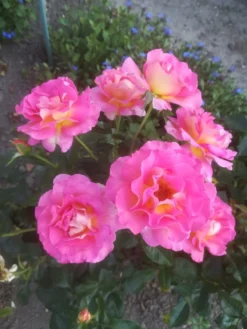 Edelrose 'Pink Paradise' -Deutschland Garten Funk Verkaufs-Shop edelrose pink paradise m122077 547718 1