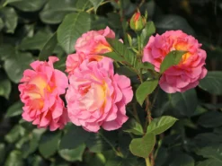 Edelrose 'Pink Paradise'