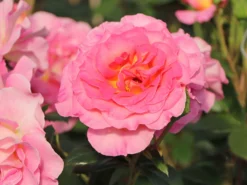 Edelrose 'Pink Paradise' -Deutschland Garten Funk Verkaufs-Shop edelrose pink paradise m122077 w 0