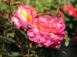 Edelrose 'Pink Paradise' -Deutschland Garten Funk Verkaufs-Shop edelrose pink paradise m122077 w 10