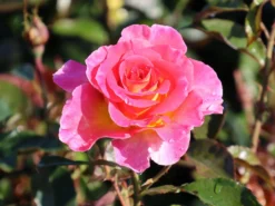 Edelrose 'Pink Paradise' -Deutschland Garten Funk Verkaufs-Shop edelrose pink paradise m122077 w 11