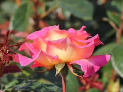 Edelrose 'Pink Paradise' -Deutschland Garten Funk Verkaufs-Shop edelrose pink paradise m122077 w 3