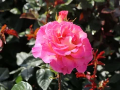 Edelrose 'Pink Paradise' -Deutschland Garten Funk Verkaufs-Shop edelrose pink paradise m122077 w 5