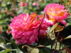 Edelrose 'Pink Paradise' -Deutschland Garten Funk Verkaufs-Shop edelrose pink paradise m122077 w 6