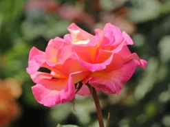 Edelrose 'Pink Paradise' -Deutschland Garten Funk Verkaufs-Shop edelrose pink paradise m122077 w 7