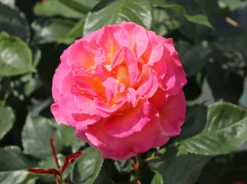 Edelrose 'Pink Paradise' -Deutschland Garten Funk Verkaufs-Shop edelrose pink paradise m122077 w 8