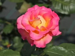 Edelrose 'Pink Paradise' -Deutschland Garten Funk Verkaufs-Shop edelrose pink paradise m122077 w 9