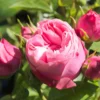 Edelrose 'Playful Rokoko' ® / Noblesse® Spray-Rose