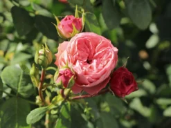 Edelrose 'Playful Rokoko' ® / Noblesse® Spray-Rose -Deutschland Garten Funk Verkaufs-Shop edelrose playful rokoko noblesse spray rose m101970 w 1