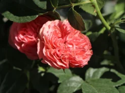 Edelrose 'Playful Rokoko' ® / Noblesse® Spray-Rose -Deutschland Garten Funk Verkaufs-Shop edelrose playful rokoko noblesse spray rose m101970 w 2