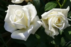 Edelrose 'Polarstern' ® -Deutschland Garten Funk Verkaufs-Shop edelrose polarstern m005964 1214579 0