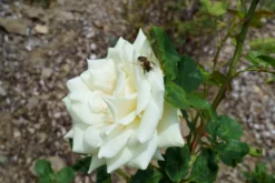 Edelrose 'Polarstern' ® -Deutschland Garten Funk Verkaufs-Shop edelrose polarstern m005964 892028 0