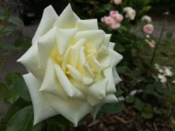 Edelrose 'Polarstern' ® -Deutschland Garten Funk Verkaufs-Shop edelrose polarstern m005964 908161 0