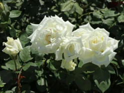 Edelrose 'Polarstern' ® -Deutschland Garten Funk Verkaufs-Shop edelrose polarstern m005964 w 0