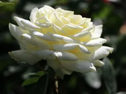 Edelrose 'Polarstern' ® -Deutschland Garten Funk Verkaufs-Shop edelrose polarstern m005964 w 2