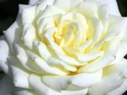 Edelrose 'Polarstern' ® -Deutschland Garten Funk Verkaufs-Shop edelrose polarstern m005964 w 3