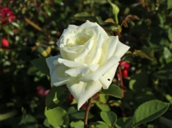 Edelrose 'Polarstern' ® -Deutschland Garten Funk Verkaufs-Shop edelrose polarstern m005964 w 4