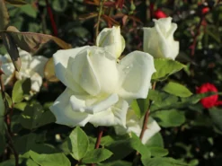 Edelrose 'Polarstern' ® -Deutschland Garten Funk Verkaufs-Shop edelrose polarstern m005964 w 5