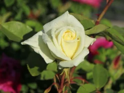 Edelrose 'Polarstern' ® -Deutschland Garten Funk Verkaufs-Shop edelrose polarstern m005964 w 6