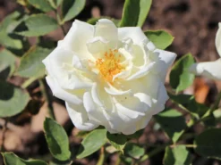 Edelrose 'Polarstern' ® -Deutschland Garten Funk Verkaufs-Shop edelrose polarstern m005964 w 7