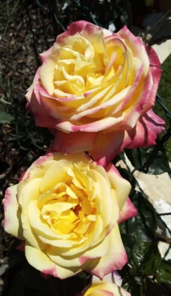 Edelrose 'Oriental Peace' ® -Deutschland Garten Funk Verkaufs-Shop edelrose pullmann orient express m056203 1385065 0