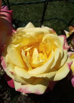 Edelrose 'Oriental Peace' ® -Deutschland Garten Funk Verkaufs-Shop edelrose pullmann orient express m056203 1385065 1