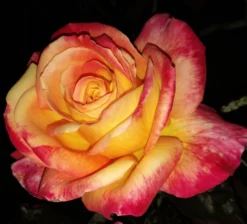 Edelrose 'Oriental Peace' ® -Deutschland Garten Funk Verkaufs-Shop edelrose pullmann orient express m056203 1385065 2