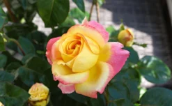 Edelrose 'Oriental Peace' ® -Deutschland Garten Funk Verkaufs-Shop edelrose pullmann orient express m056203 823480 0