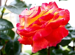 Edelrose 'Oriental Peace' ® -Deutschland Garten Funk Verkaufs-Shop edelrose pullmann orient express m056203 823480 1