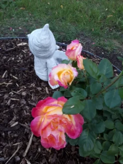 Edelrose 'Oriental Peace' ® -Deutschland Garten Funk Verkaufs-Shop edelrose pullmann orient express m056203 908796 0