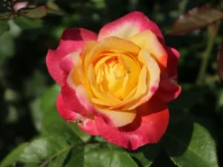 Edelrose 'Oriental Peace' ®