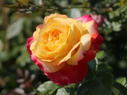 Edelrose 'Oriental Peace' ® -Deutschland Garten Funk Verkaufs-Shop edelrose pullmann orient express m056203 w 1