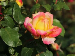 Edelrose 'Oriental Peace' ® -Deutschland Garten Funk Verkaufs-Shop edelrose pullmann orient express m056203 w 5